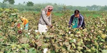তুলার উৎপাদন ১৯ লাখ বেলে উন্নীত করার পরিকল্পনা